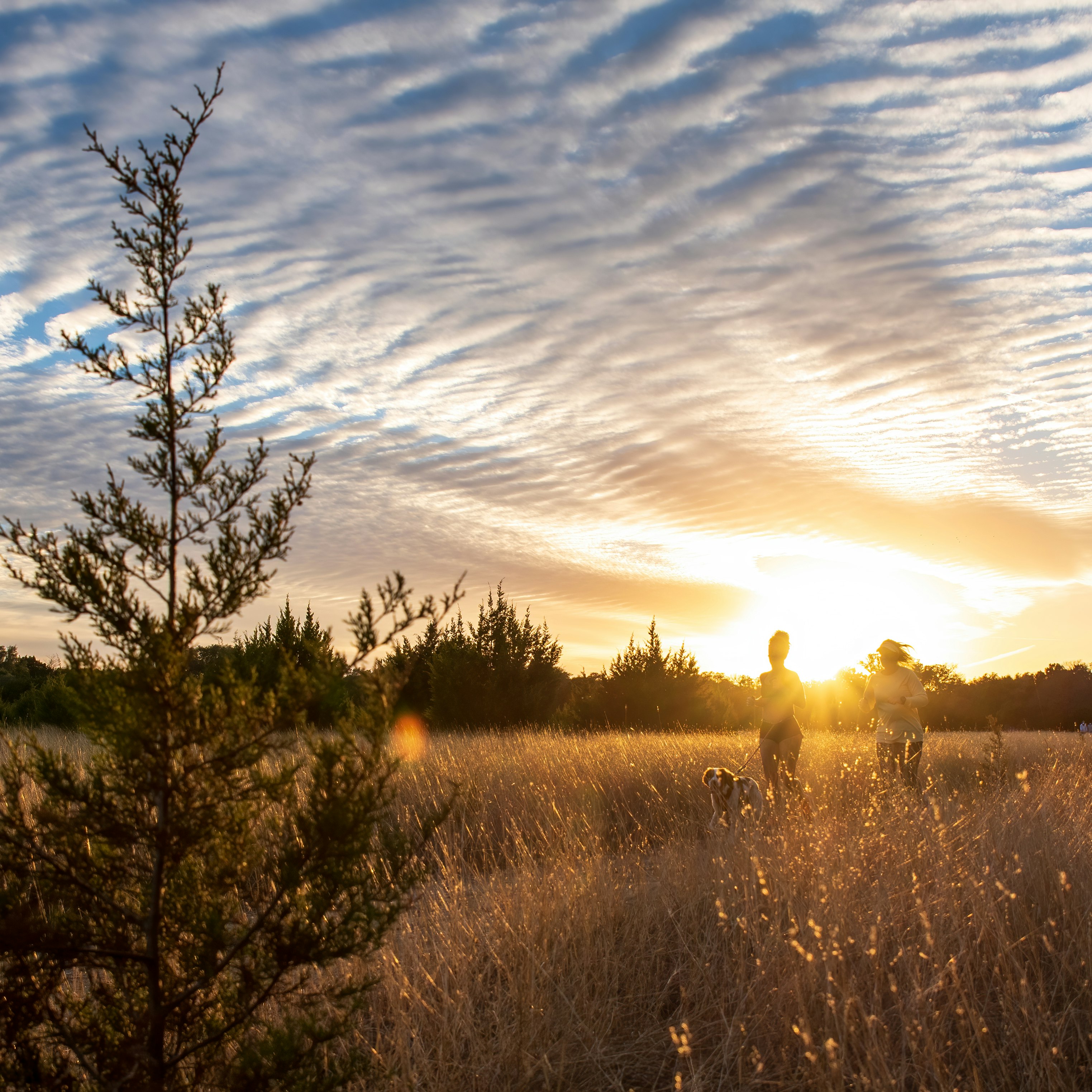 green grass field during sunset